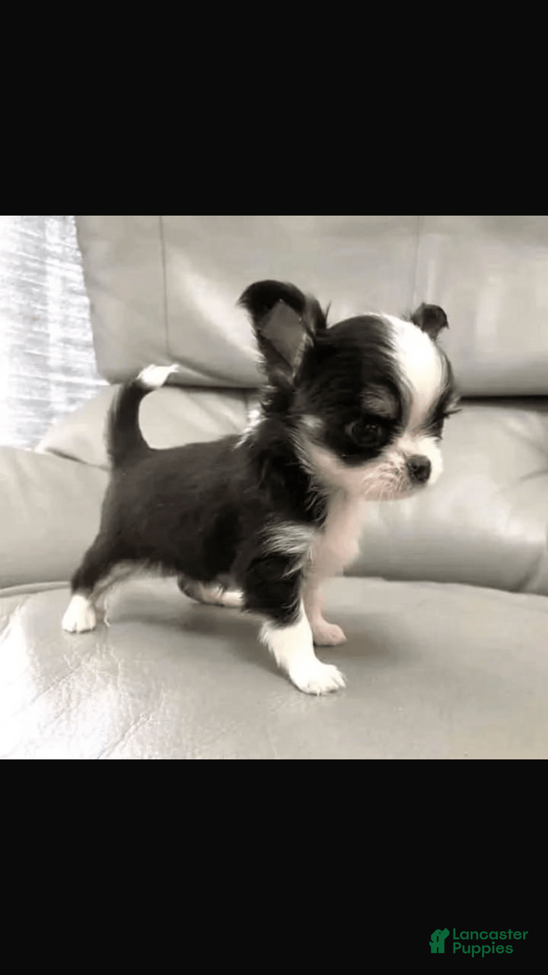 Chihuahua dogs for sale: Barkley - Image 1