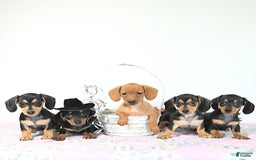 Miniature Dachshund dogs for sale: Cola - Image 14