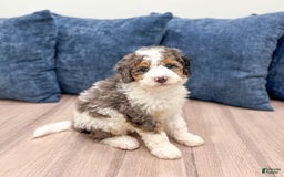 Mini Bernedoodle dogs for sale: Betty - Image 3