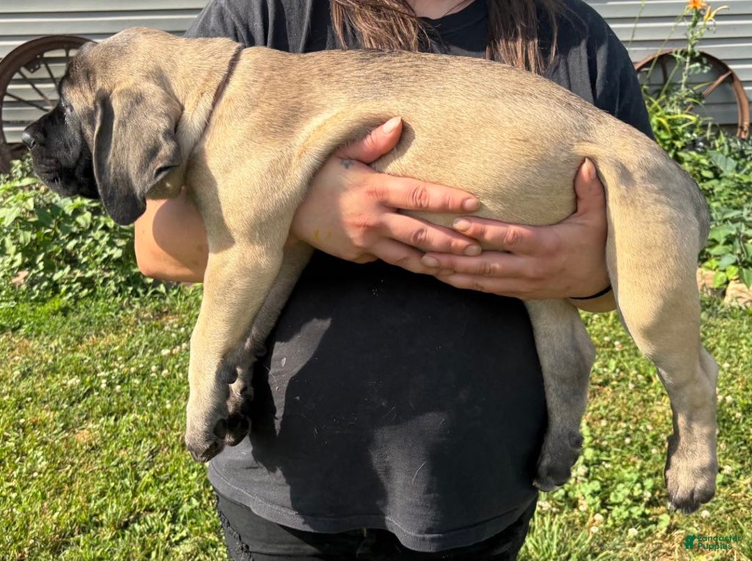 English Mastiff dogs for sale: Pinky - Image 27