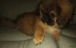Pekingese dogs for sale: Skippy - Image 3
