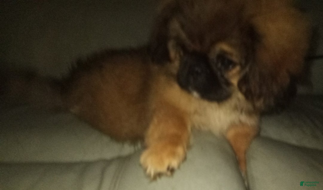 Pekingese dogs for sale: Skippy - Image 3