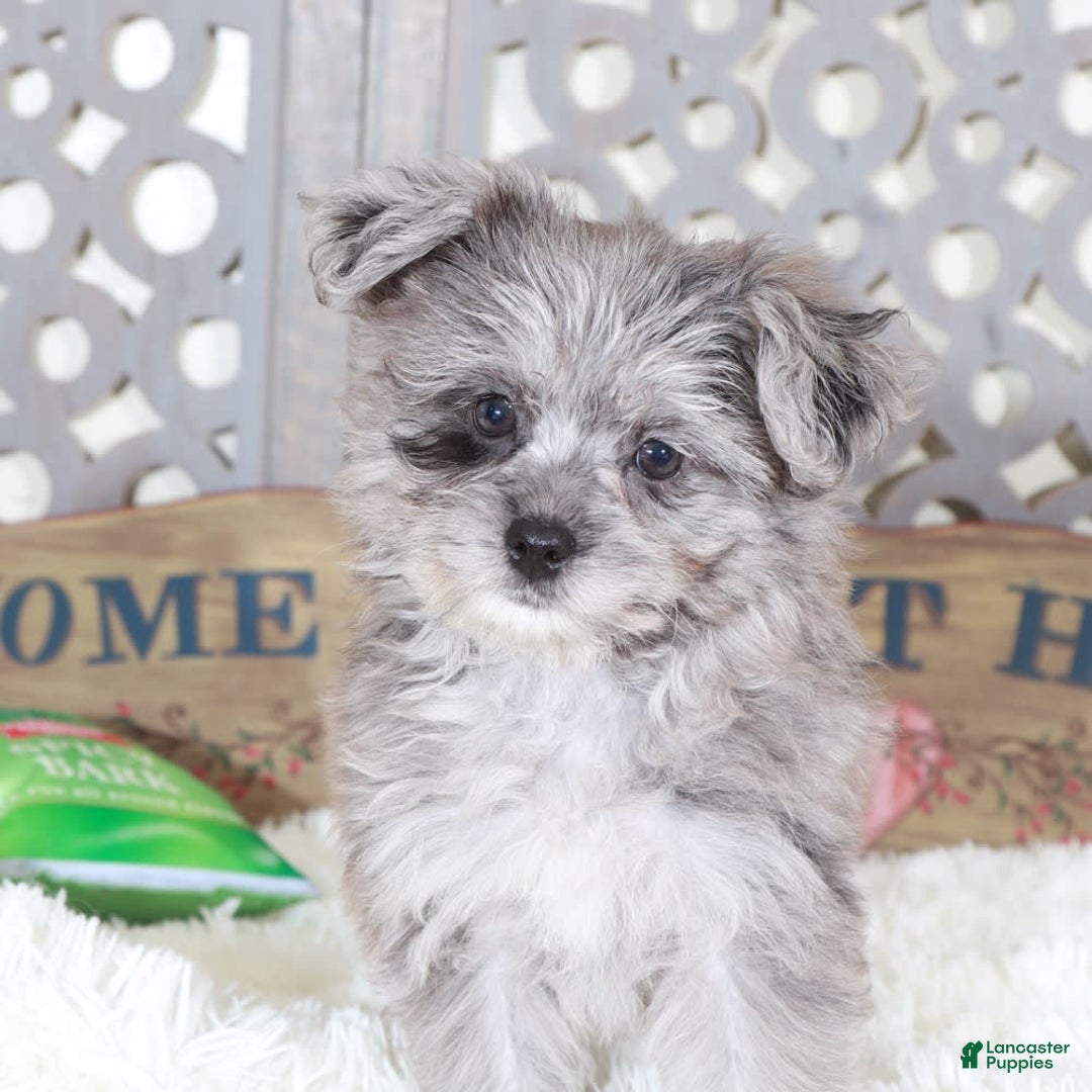 Pomapoo dogs for sale: Sapphire - Image 1