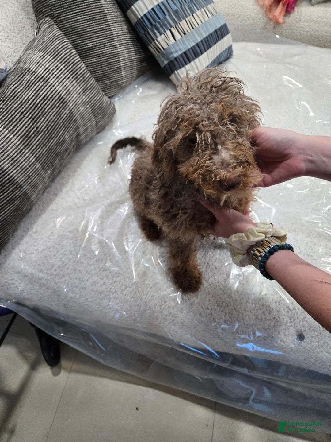 Goldendoodle dogs for sale: Cooper - Image 1
