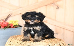 Mini Bernedoodle dogs for sale: Stella - Image 1
