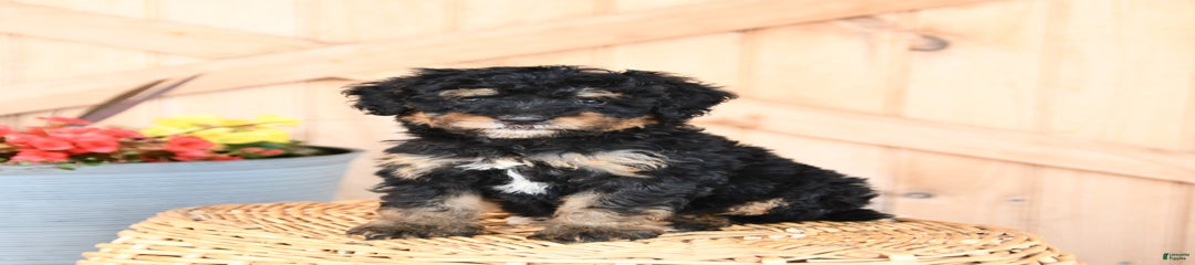 Stella