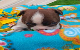 Boston Terrier dogs for sale: Candy - Image 1