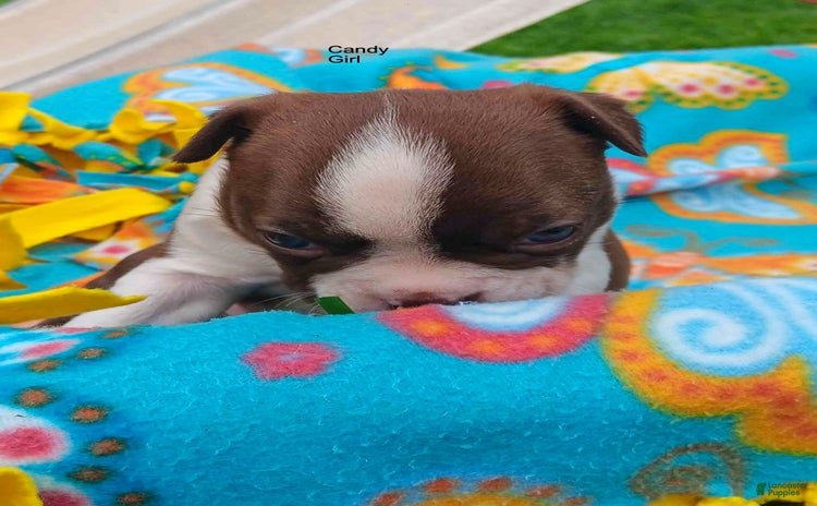Boston Terrier dogs for sale - Ad 5