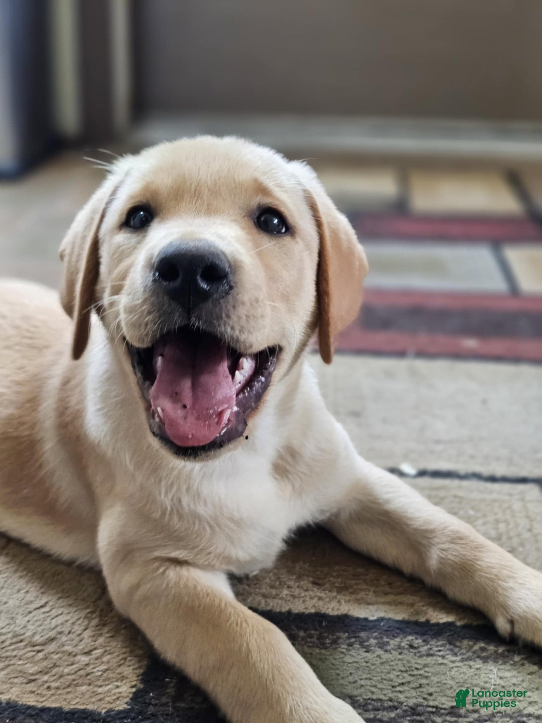 Labrador Retriever dogs for sale: Labrador Retriever 3 puppies - Image 4