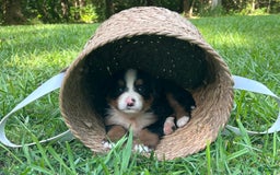 Bernese Mountain Dog dogs for sale: Mia - Image 2