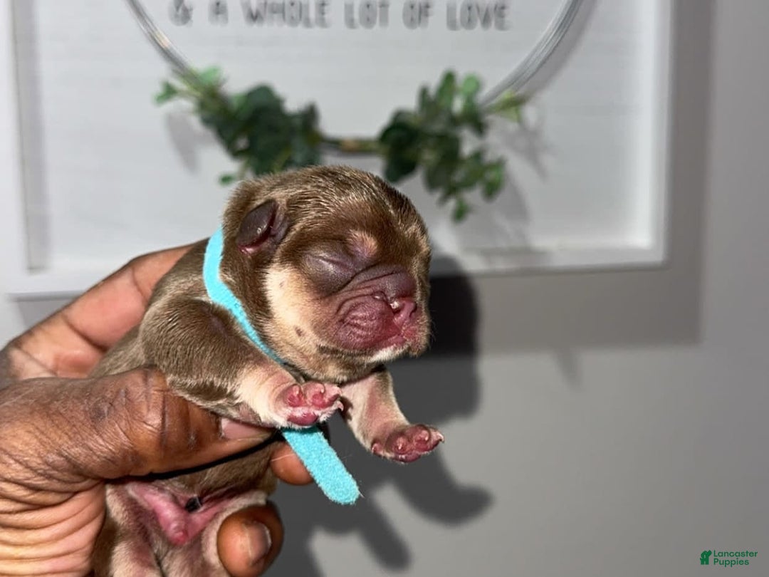 French Bulldog dogs for sale: Bahha - Image 12
