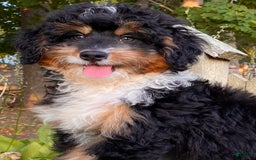Mini Bernedoodle dogs for sale: 💜 In Boston Massachusetts 💜 Traditional Tri Color 💜 Mini Bernedoodle 💜 - Image 21