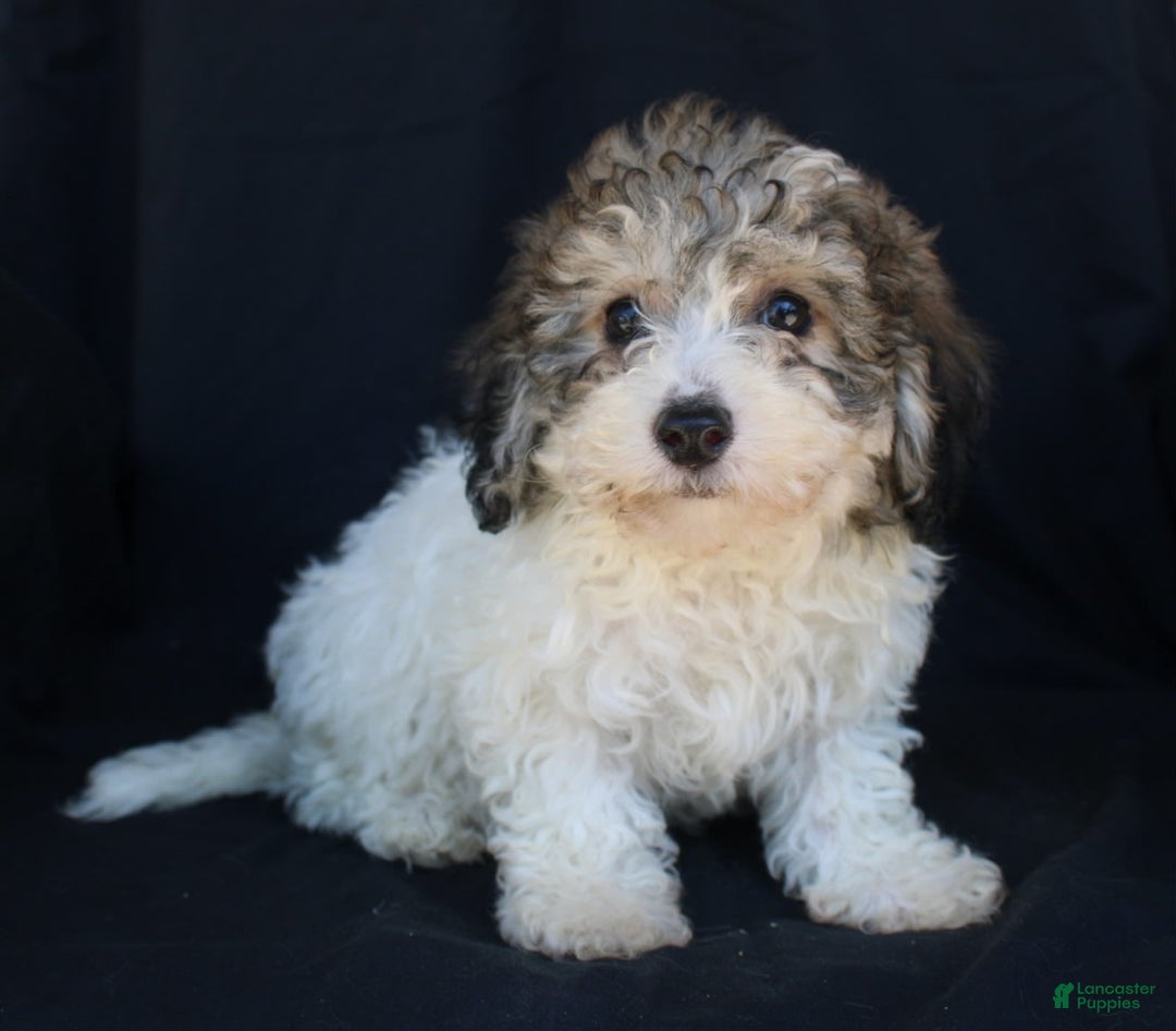 Bichpoo dogs for sale: Bichpoo 5 puppies - Image 7