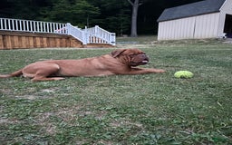Dogue De Bordeaux dogs for sale: Pink Collar Female - Image 8