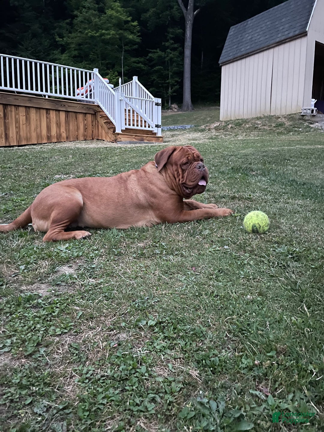 Dogue De Bordeaux dogs for sale: Pink Collar Female - Image 8