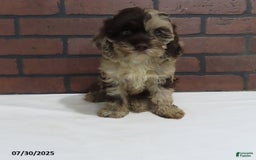 Cockapoo dogs for sale: Teresa - Image 3