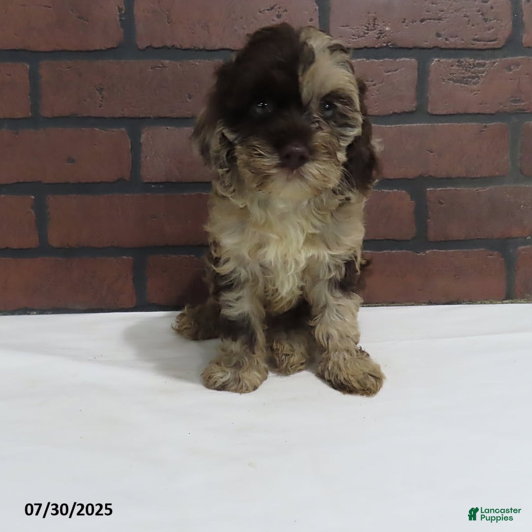Cockapoo dogs for sale: Teresa - Image 3
