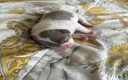 American Bully dogs for sale: Charlie - Image 8