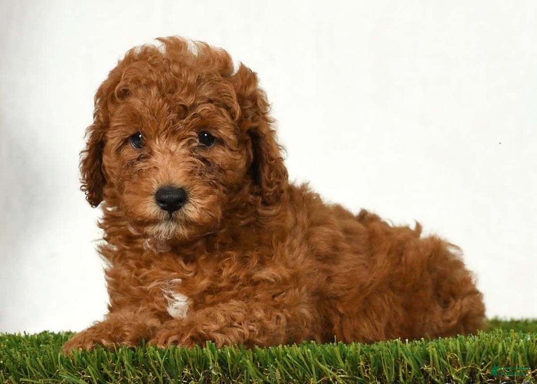 Mini Goldendoodle dogs for sale: Dixie - Image 6