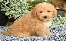 Bichpoo dogs for sale: Shawn - Image 1
