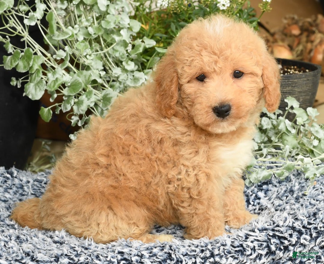 Bichpoo dogs for sale: Shawn - Image 1