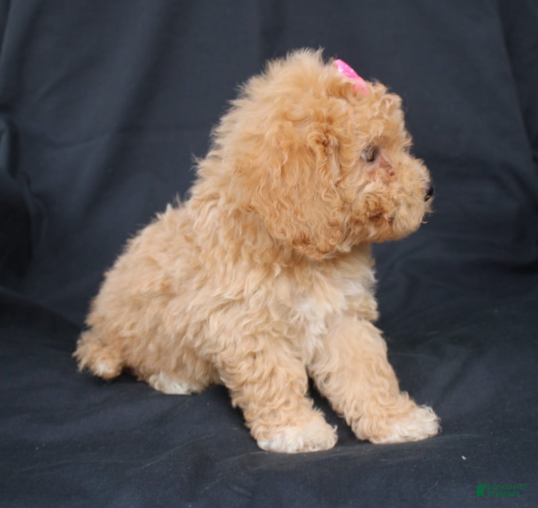 Bichpoo dogs for sale: Betsy - Image 4