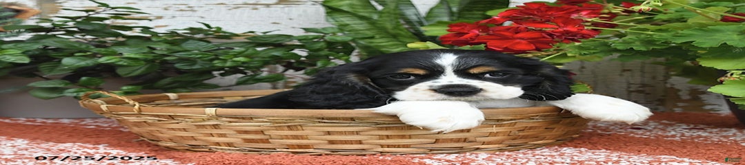 Rudy