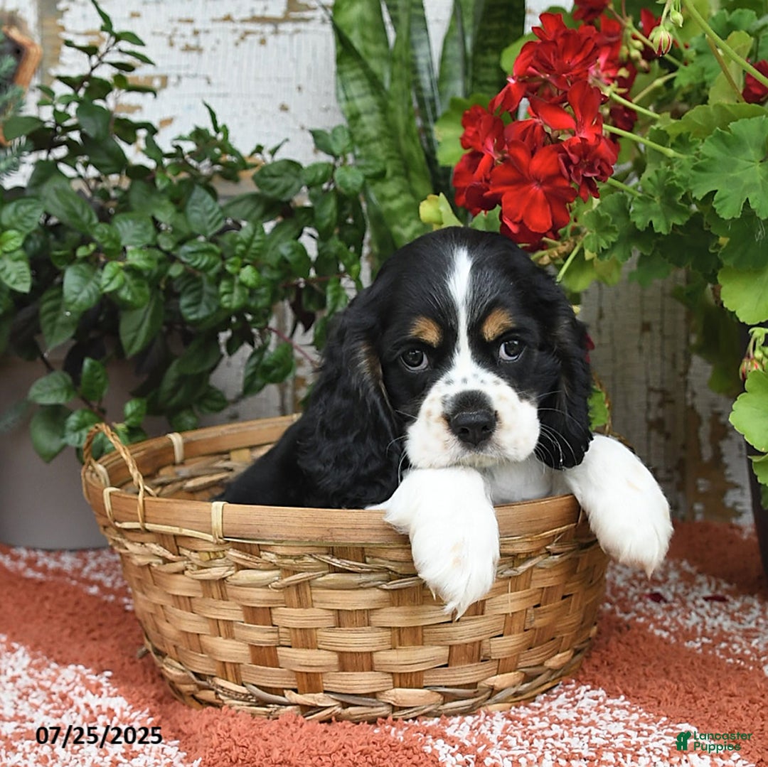 Cocker Spaniel dogs for sale: Rudy - Image 5