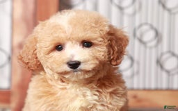 Bichpoo dogs for sale: Mimi - Image 2