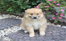 Pomsky dogs for sale: Archie - Image 4