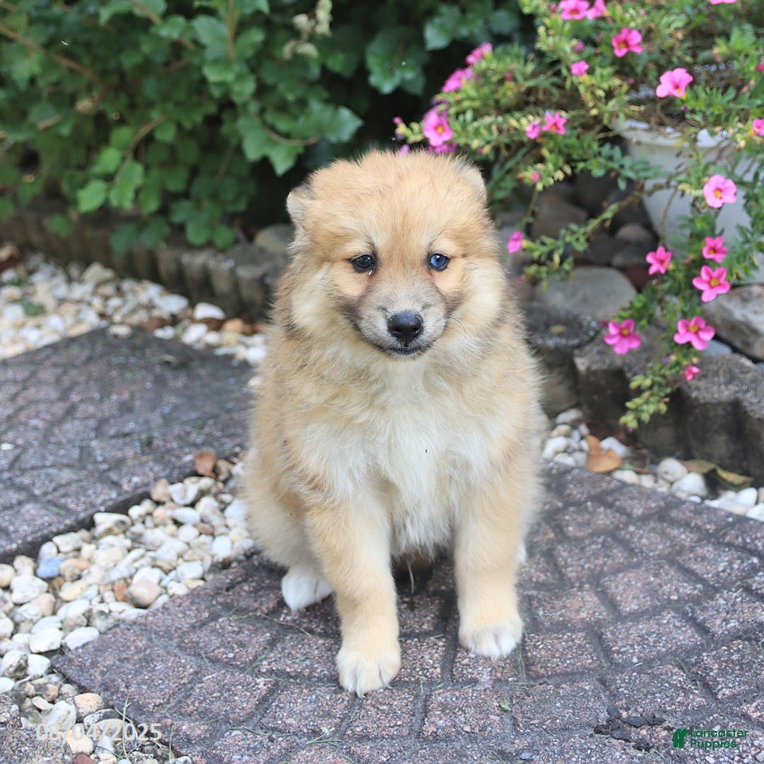 Pomsky dogs for sale: Archie - Image 4
