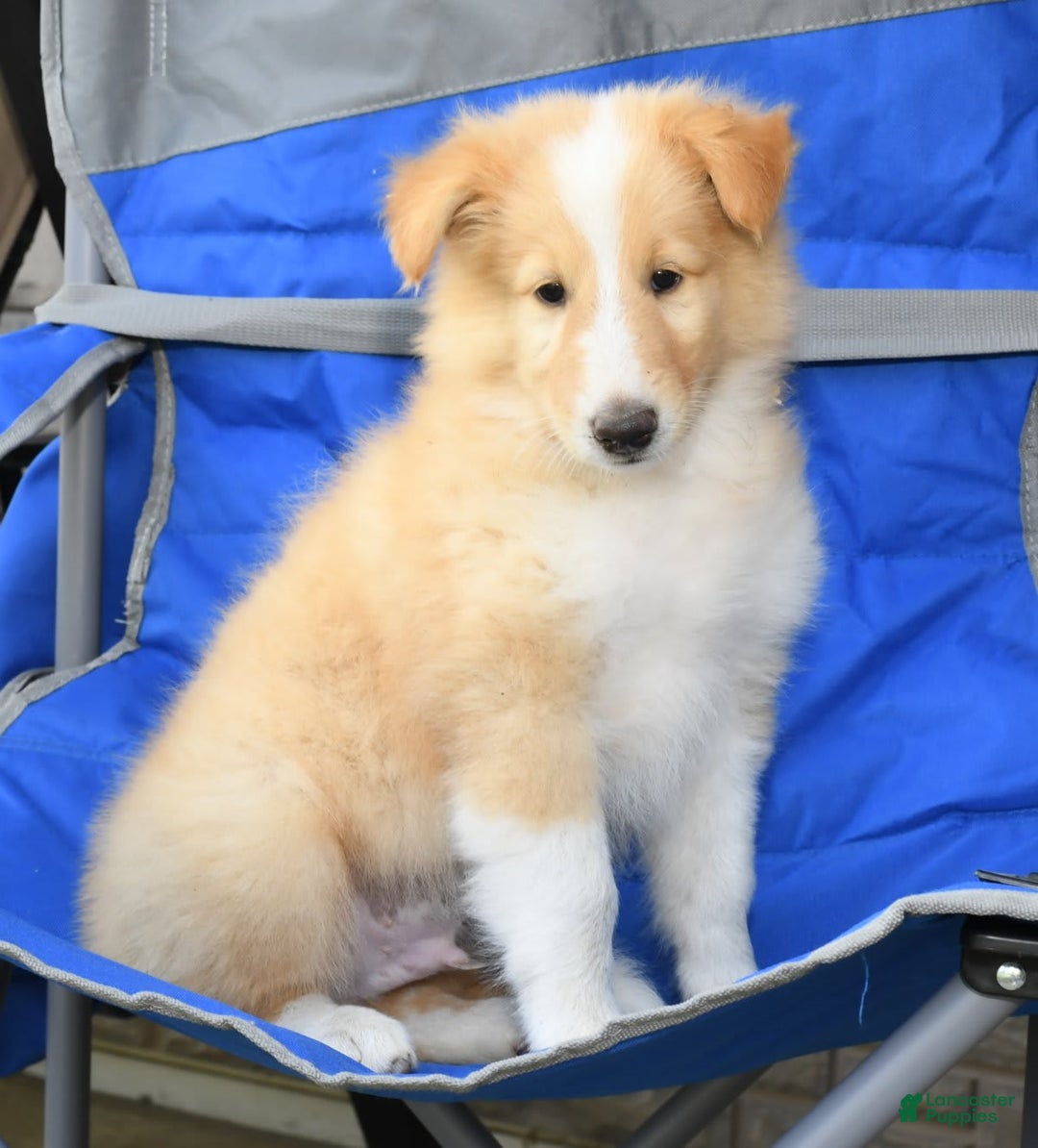 Collie dogs for sale: Pete - Image 8