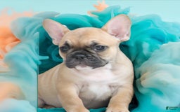 French Bulldog dogs for sale: Hotch - Image 1