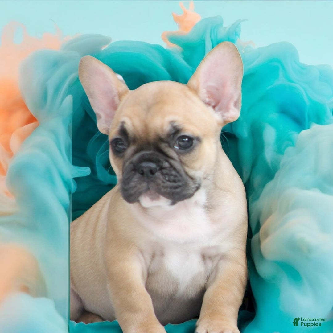 French Bulldog dogs for sale: Hotch - Image 1