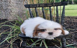 Shih Tzu dogs for sale: Timber - Image 6