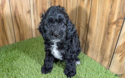 Cavapoo dogs for sale: Missy Boy 1 - Image 12