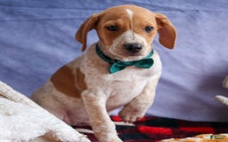 Beagle dogs for sale: Cookie - Image 6