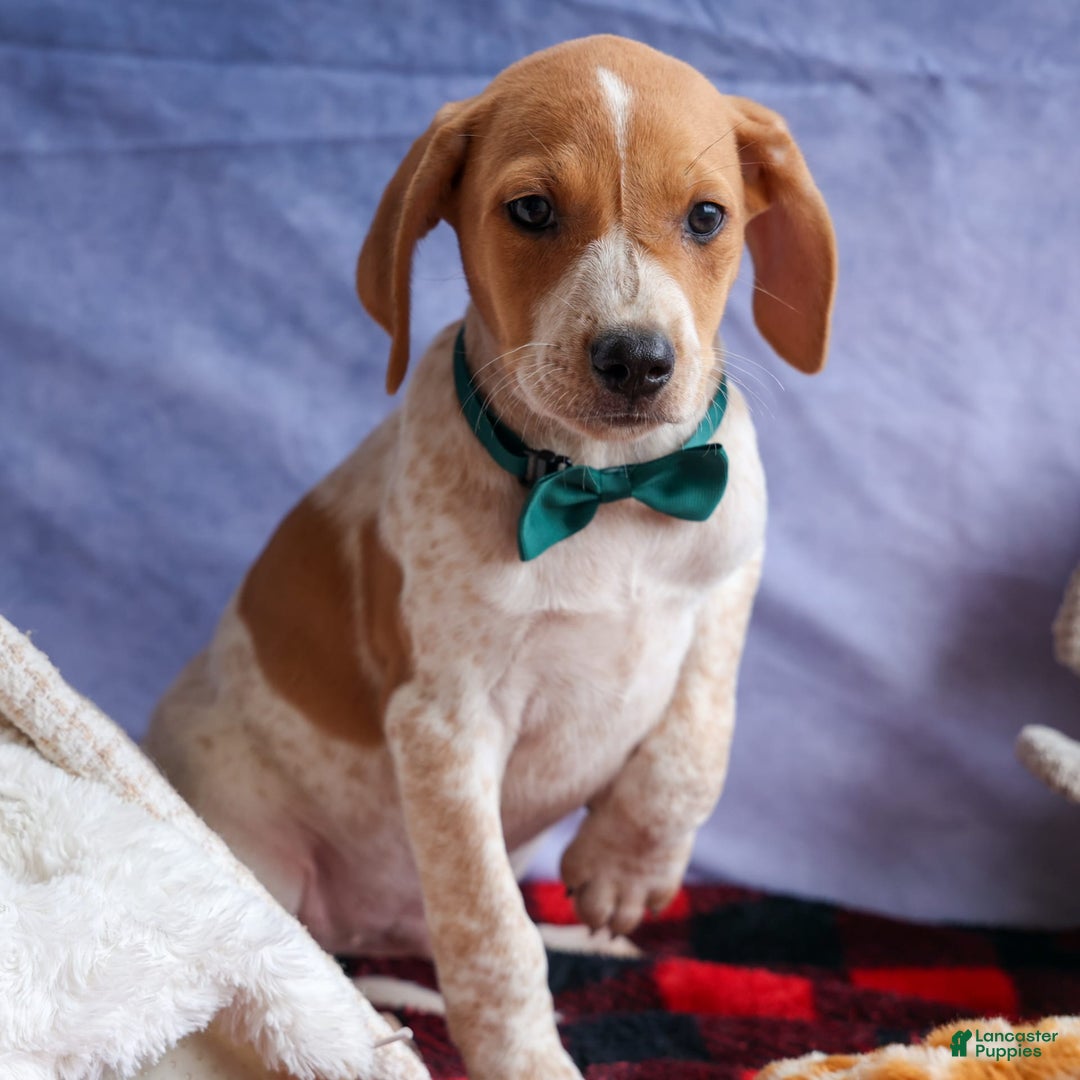 Beagle dogs for sale: Cookie - Image 6