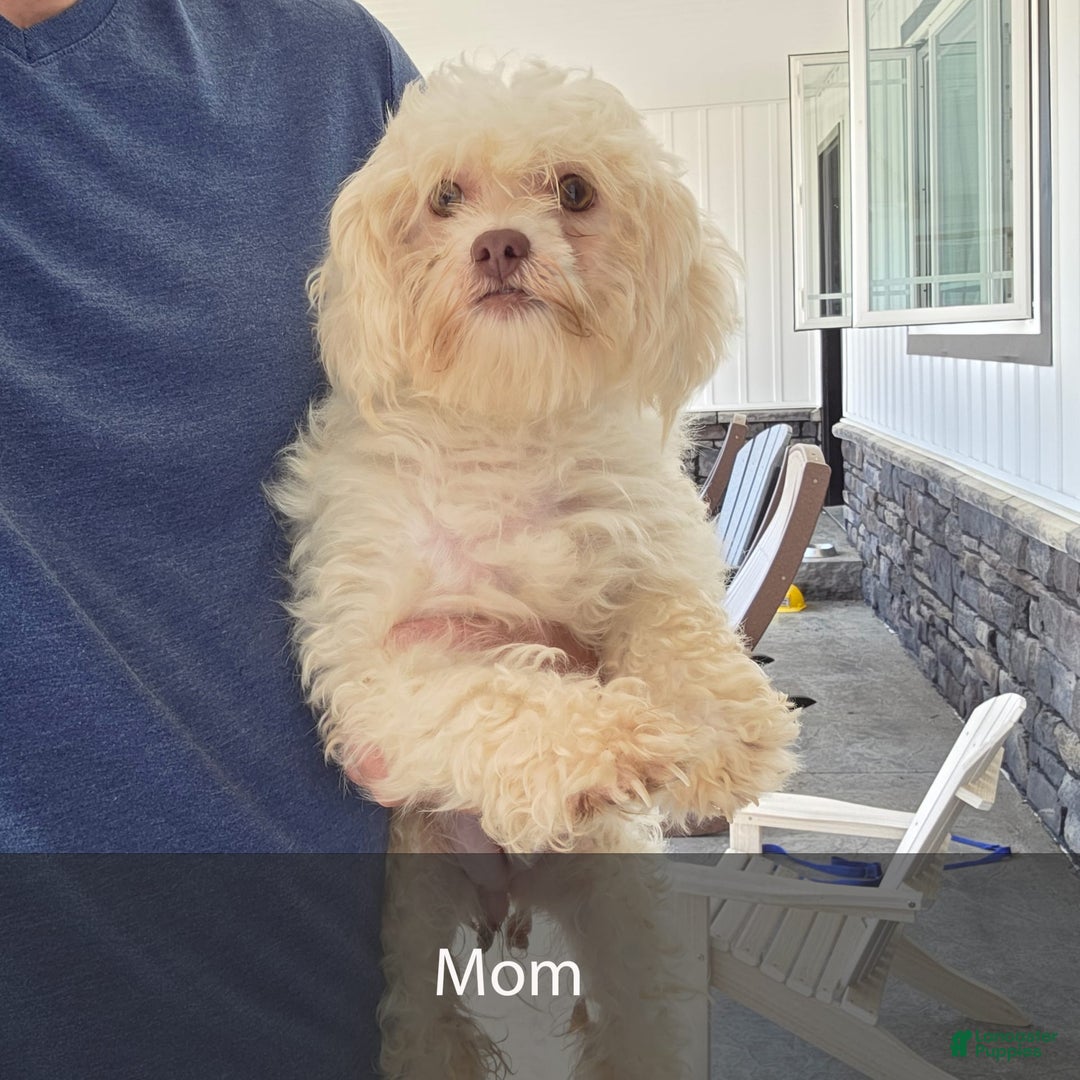 Havanese dogs for sale: Roscoe - Image 7