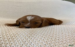 Cavapoo dogs for sale: Maverick - Image 11