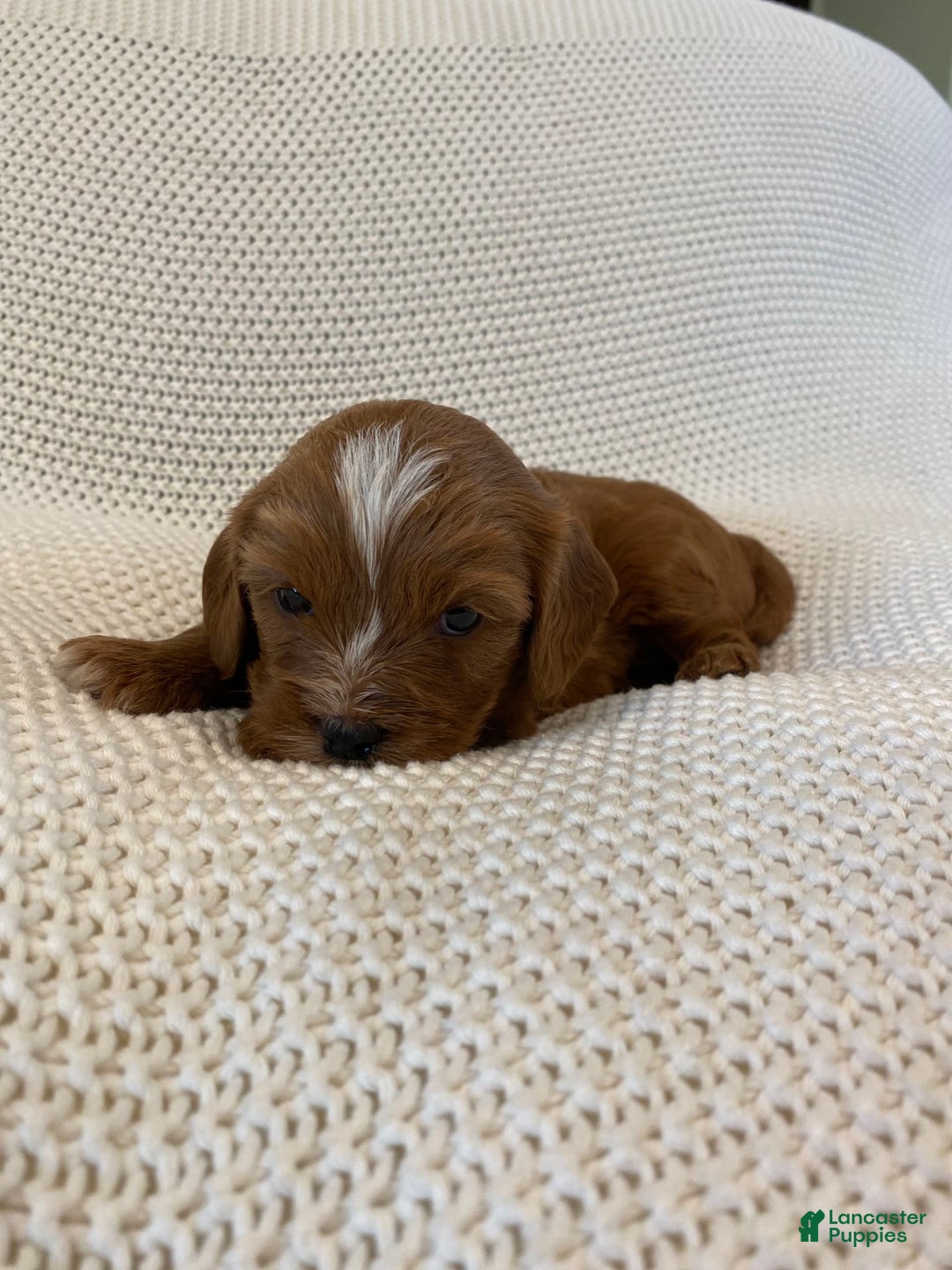 Cavapoo dogs for sale: Maverick - Image 11