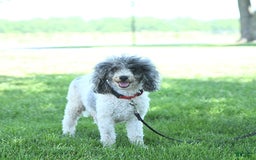 Miniature Poodle dogs for sale: Mac - Image 11