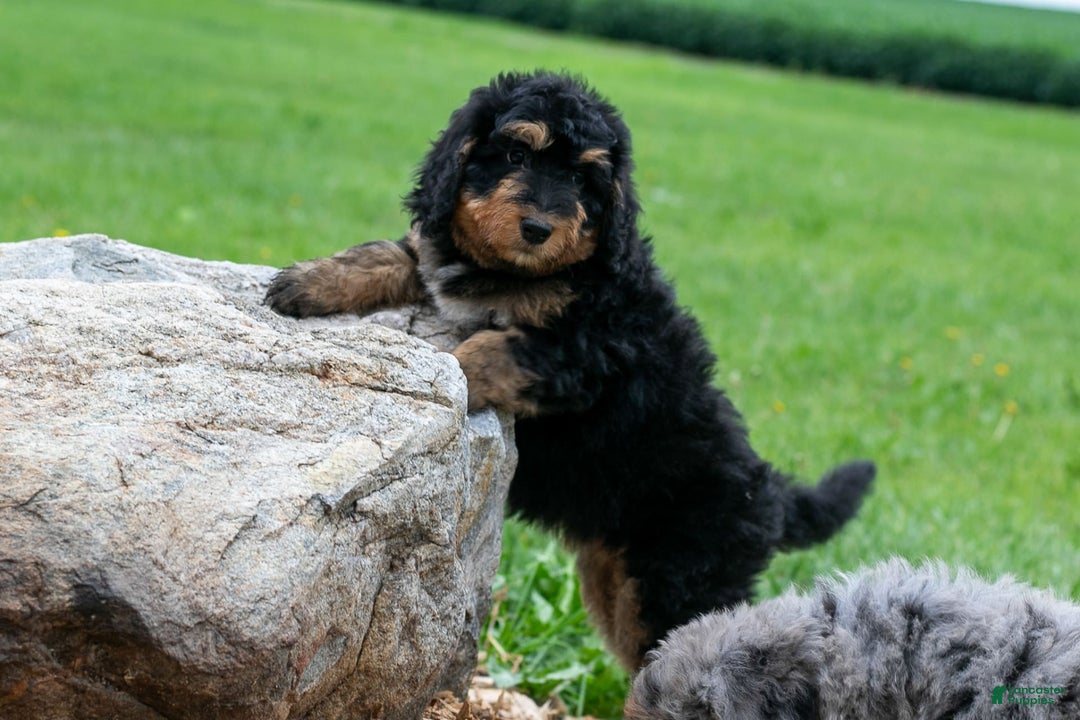Bernedoodle dogs for sale: Paprika - Image 1