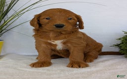 Goldendoodle dogs for sale: Emmie - Image 22