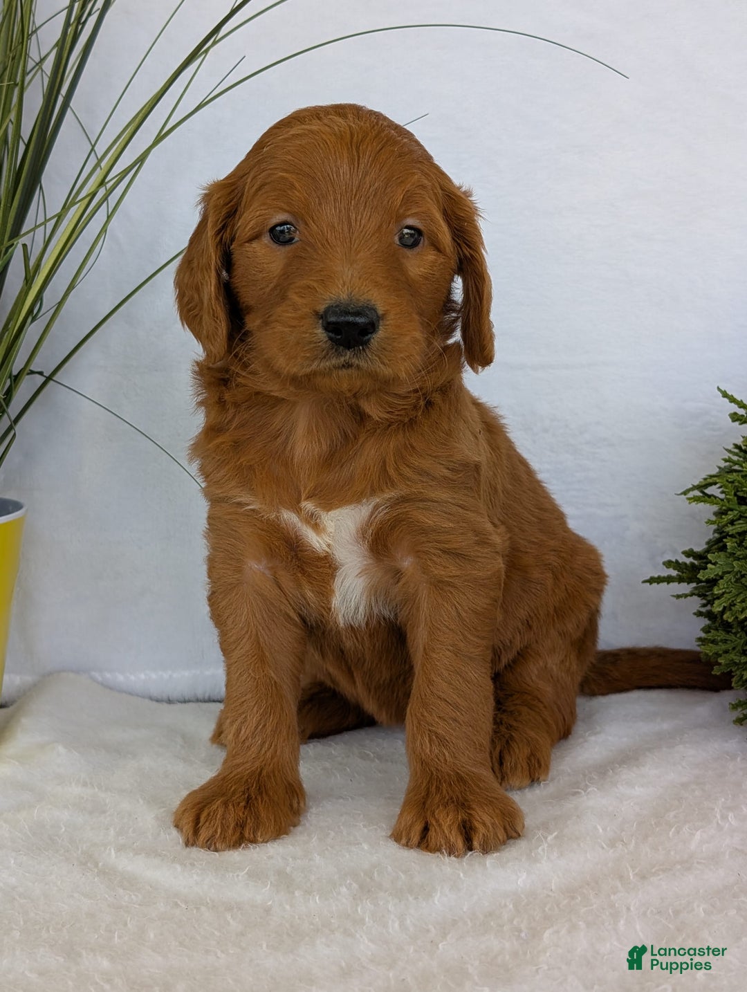 Goldendoodle dogs for sale: Emmie - Image 22