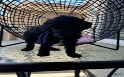 Miniature Poodle dogs for sale: Black Widow - Image 5