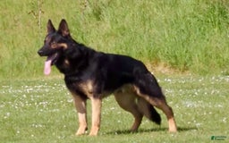 German Shepherd dogs for sale: Orange collar - Image 3