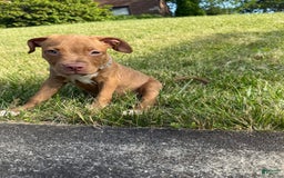 American Staffordshire Terrier dogs for sale: Fiyero - Image 2