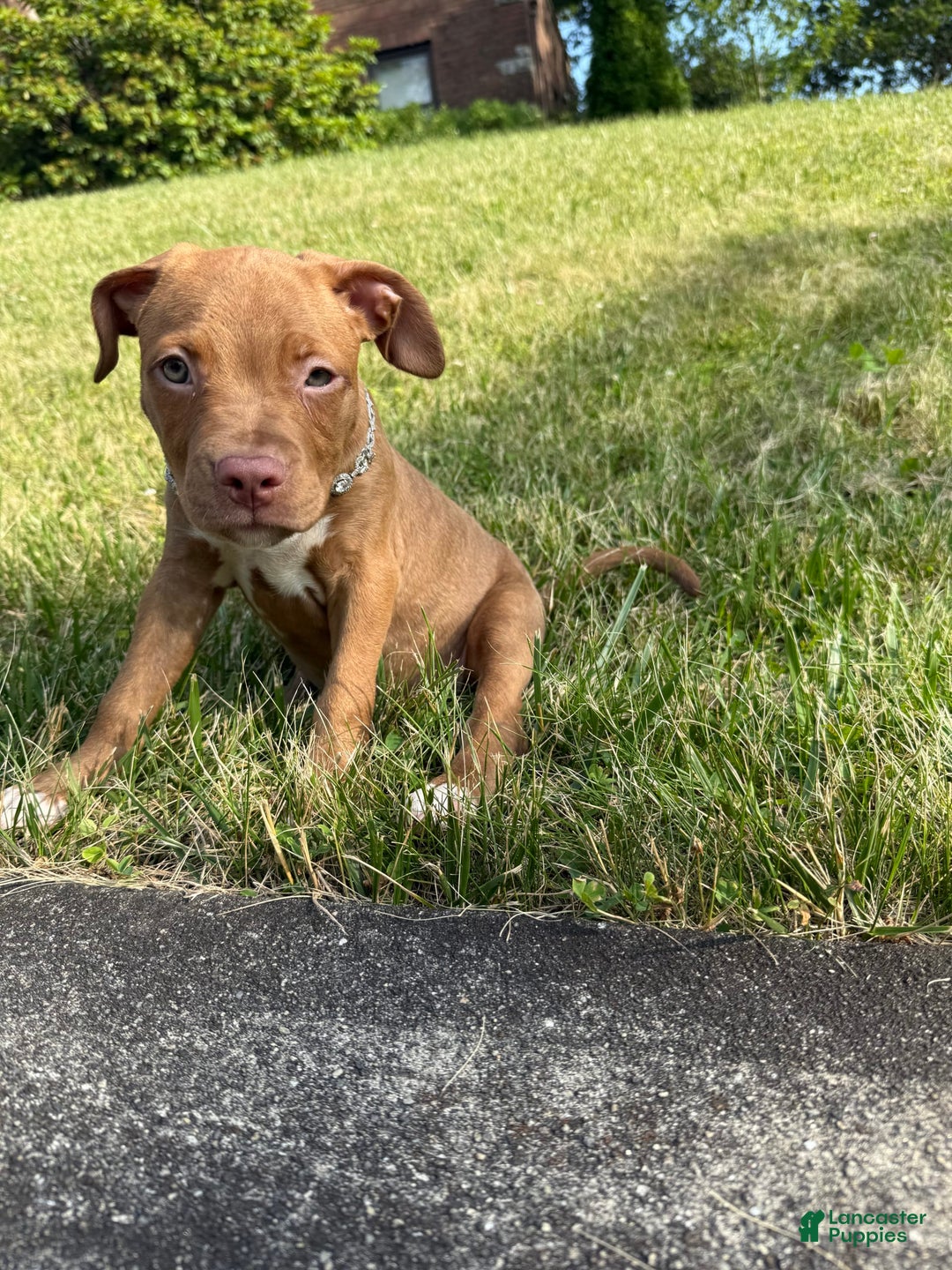 American Staffordshire Terrier dogs for sale: Fiyero - Image 2