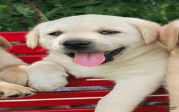 Labrador Retriever dogs for sale: Rileys Rosie - Image 1